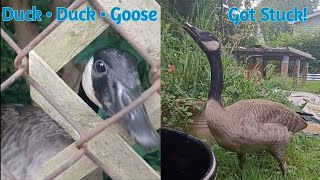 Stuck In A Fence This Goose Was In A Predicament Helping a Goose [upl. by Maffa]