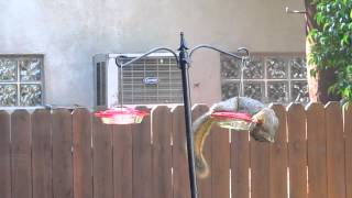 Squirrel eating nectar from hummingbird feeder [upl. by Nebuer]