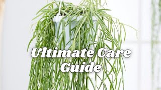 How to care for Hoya Linearis  8 Things you NEED to know [upl. by Hescock]