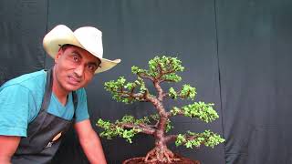 Jade Bonsai lesson Correct Way of Pruning [upl. by Maryann]