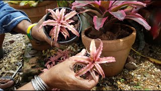 How To Care For Bromeliads Outdoors And Indoors [upl. by Macy605]