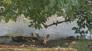 Signs of Fall in NYC Inwood Hill Park Manhattan NY [upl. by Bella986]