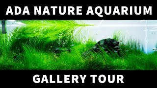 All aquascape in the ADA NATURE AQUARIUM GALLERY at 2023 4K aquascape [upl. by Whipple799]