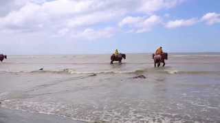 Les pêcheurs de crevettes à cheval dOostduinkerke  Belgique [upl. by Araeit]