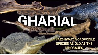 The Gharial  a fresh water species as old as dinosaur  rare gharial facts HAPPYPAWSANDWE [upl. by Yadsendew]