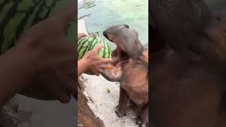 🦛 hippo tharbuja hippo watermelon pig [upl. by Fredel451]