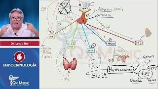 ENDOCRINOLOGÍA Esquemas de repaso Qx Medic 2023 [upl. by Nosro]