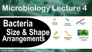 Microbiology lecture 4  bacteria size shape and arrangement [upl. by Pelag625]