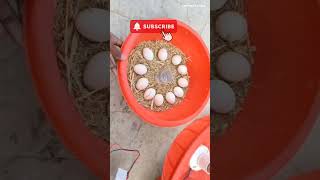 Incubator Kitt chickshatching trendingreelschicken petlovers birds murgipalan aseelfighter [upl. by Carlota]