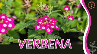 VERBENA Information and Growing Tips Verbena officinalis [upl. by Nyrual896]