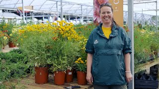 PETITTI Coreopsis  Grow Tickseed for Deer Resistance Cut Flowers amp Pollinators [upl. by Harrell476]