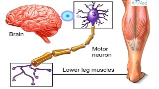 How Nervous System Works Animation  Nerve Conduction Physiology Central amp Peripheral Anatomy Video [upl. by Hewitt]