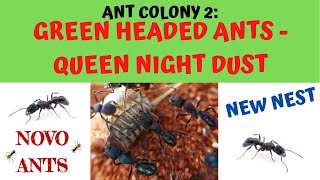 Green Headed Ant  Colony 2 Update  Queen Night Dust  Rhytidoponera metallica  Ant Keeping [upl. by Neyuq]