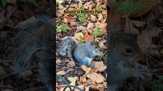 Regents Park in Autumn nature hikingadventures hiking travel [upl. by Hseham]