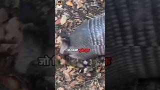 The Armadillos Bulletproof Skin  Bulletproof Skin Unique Animals  Wildlife ytshorts facts [upl. by Sicnarf929]