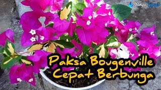 TRIK MEMAKSA BOUGENVILLE CEPAT BERBUNGA bougainvillea [upl. by Sinnal]