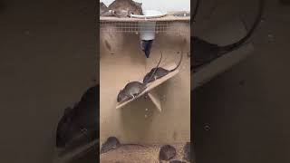 Easy mouse trapgood rat trap at home [upl. by Grefe551]