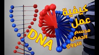 مجسم الحمض النووي DNA  DNA model project [upl. by Ibbie956]