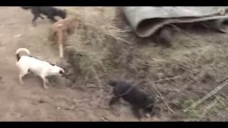 Ratting Fast action ratting with terriers ratting on farms ratting video 201718 [upl. by Montgomery]