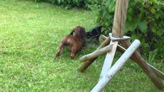 Hannoverscher Schweißhund Welpe spielt [upl. by Novahs627]