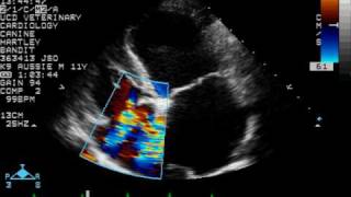 Tricuspid Regurgitation  Color Doppler Echocardiogram  Dog [upl. by Joao]