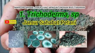 Mikroorganisme Menguntungkan Bagi Tanaman 1 Trichoderma sp Fungi Pemberantas Fungi [upl. by Anaili]