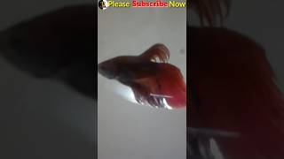 ☺️ Breeding New Fish  New Breeding ke Liye Machhliyan Aur ek Betta Fish Le Aaya [upl. by Ecyarg]