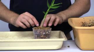 How to Stimulate New Root Growth on Orchids [upl. by Coben473]