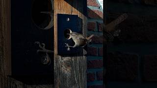 Ein Zaunkönig am Nistkasten 1  Eurasian wren at nesting box 1 04112024 [upl. by Fran171]