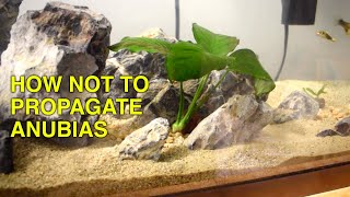 How to Propagate Anubias [upl. by Assilim]