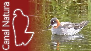 Falaropo picofino Phalaropus lobatus Rednecked Phalarope [upl. by Laidlaw]