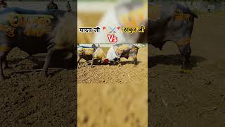 Yadav Ji Vs Thakur Ji youtubeshort bhojpuri shorts shortsfeed tuntunyadav trending [upl. by Zima]