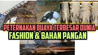 Jelajah Tani 21 Peternakan Buaya Terbesar di Dunia ada di Thailand  Hasilkan duit dari kulit buaya [upl. by Charin186]