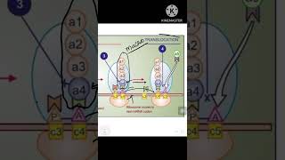 Mechanism of action of azithromycin clindamycin and streptogramins pharamacology antimicrobial [upl. by Newmark276]