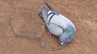 اسهل طريقة لصيد الحمام بالفخ بسيط وفعال Pigeon trap Hunting [upl. by Keyek774]