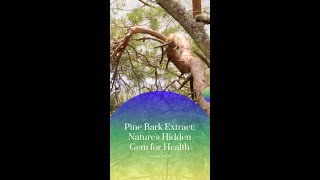 🎬 New YouTube Short Alert Explore the magic of Pine Bark Extract in our latest short [upl. by Lucille337]