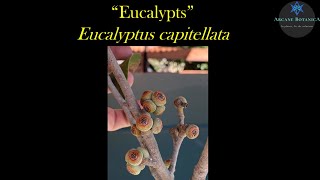 Eucalyptus ID  Eucalyptus capitellata Brown Stringybark [upl. by Silloc]