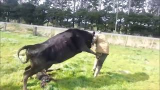 Mother Cow Protects Baby Calf Attacks Dairy Farmer [upl. by Yensehc]