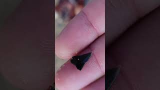 Little shark tooth 🦈🦈 beach fossil treasure trending [upl. by Katz]