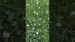 Plant Clover clover grass lawncare howto jokes lawnstripes lawntips [upl. by Itsud667]