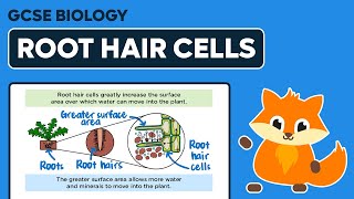 Root Hair Cells  GCSE Biology [upl. by Utham]