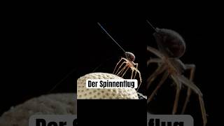 Der Spinnenflug Ballooning wissenswert biologie tierfakten spinnen natur tiere [upl. by Nanerb993]