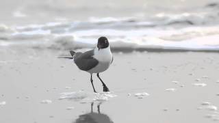 Laughing Gull Call by HD Clip by Sayre Nature [upl. by Eirbua515]