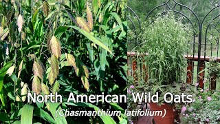 Chasmanthium latifolium North American Wild Oats  Easy to Grow NATIVE Long multiseason appeal👌 [upl. by Eckart]