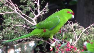 KakarikiNew Zealand Red Crowned ParakeetCanon HF10 [upl. by Ydnerb]