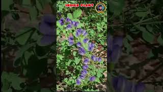 Indigo plant koteswaritips నీలిమొక్కplants haircare [upl. by Nilam]