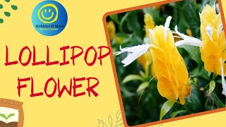 The Ultimate Guide To Lollipop Flowers [upl. by Sherry]