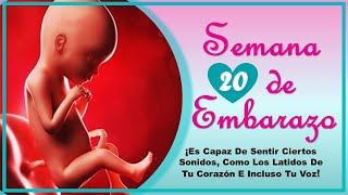 ❤️ SEMANA 20 DE EMBARAZO🤰 ❤️ ⏩ EMBARAZO SEMANA A SEMANA ⏩ Desarrollo y Evolución del Bebé 👶🏻 [upl. by Hsihsa]