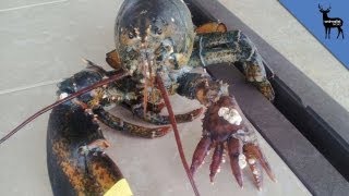 Rare 6Clawed Lobster [upl. by Brick864]