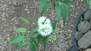 Yakada Maran Tree යකඩ මරන් ගස් Syzygium zeylanicum [upl. by Sloatman]